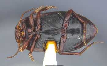 Media type: image;   Entomology 23950 Aspect: habitus ventral view